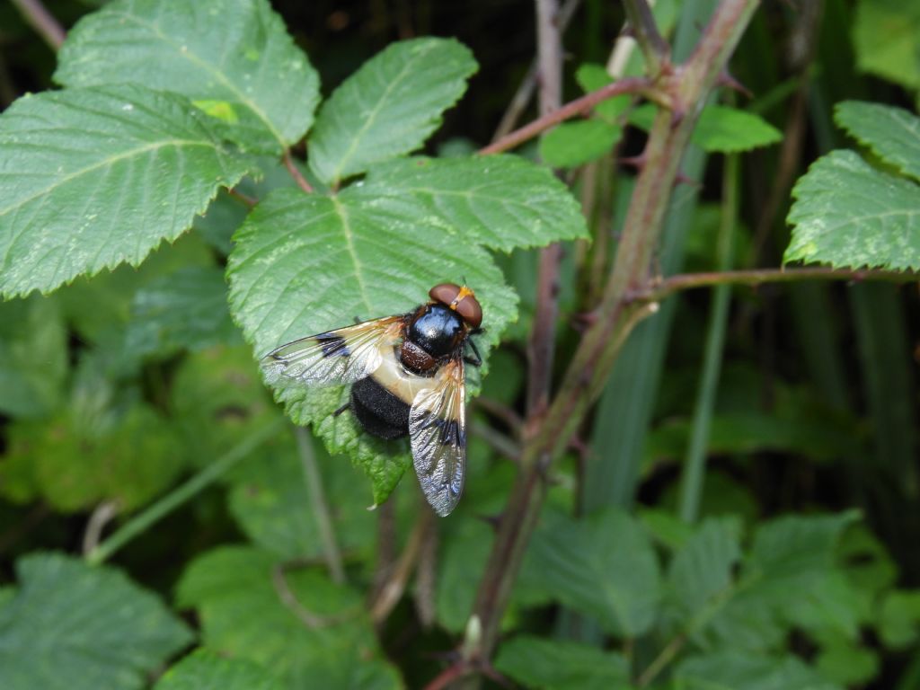 Syrphidae: Volucella pellucens